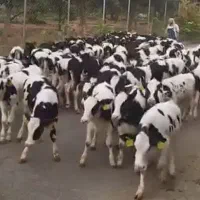 فروش 100راس گوساله نر سیمینتال وهلشتاین|حیوانات مزرعه|سیوان, |دیوار