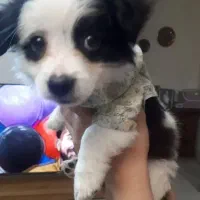 پامر اشپیتز|سگ|اندیشه, اندیشه فاز ۶|دیوار