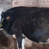 گاوباگوساله|حیوانات مزرعه|ازنا, |دیوار