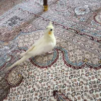 عروس هلندی لوتینو دست آموز و خانگی