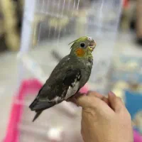 عروس هلندی بالغ