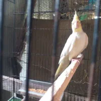 جفت عروس جفت رینبو اس|پرنده|لاهیجان, کوی استادان|دیوار