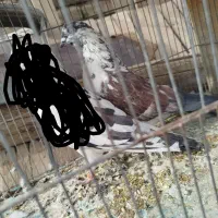 کفتر پرشی شمرون و قم|پرنده|اصفهان, کشاورزی|دیوار