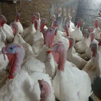 بوقلمون گوشتی فوق سنگین