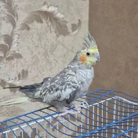 عروس هلندی جوان و سالم