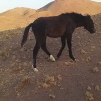 کره اسب مادیان فروشی مادر یقره|اسب و تجهیزات اسبسواری|تربت جام, جامرود|دیوار