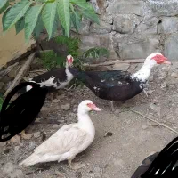 اردک اسرائیلی