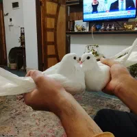 کبوتر تهرونی فارسون|پرنده|شهرکرد, |دیوار