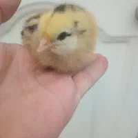 انواع نژاد جوجه یک روزه تا بالغ