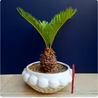 نخل سیکاس.گل طبیعی.بونسای.بونسای.ورامین ژژ|گل و گیاه طبیعی|ورامین, ورامین|دیوار