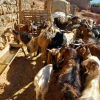 بزغاله فروشی|حیوانات مزرعه|کوهدشت, |دیوار