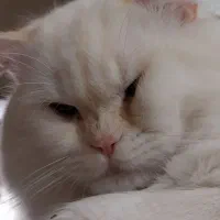 گربه نر میکس پرشین و اسکاتیش ، شناسنامه دار|گربه|تهران, شهرک هما|دیوار