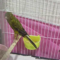 نر و ماده سالم|پرنده|رشت, صفاری|دیوار