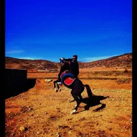 اسب|اسب و تجهیزات اسب‌سواری|لردگان, |دیوار