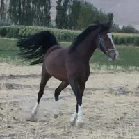 کره مادیان