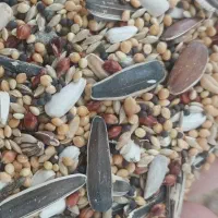 دانه مخلوطی مخصوص عروس هلندی|لوازم جانبی حیوانات|شیراز, شهرک بهار|دیوار