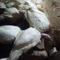 دوعدد بوقلمون ۳۴۰۰