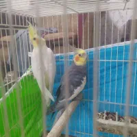 یک جفت عروس هلندی تخم‌گذار