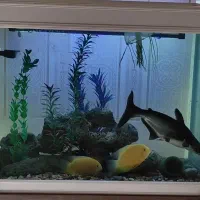 آکواریوم همراه با باعث و تجهیزات کامل