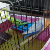 یک جفت مرغ عشق مولد