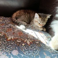 بچه گربه واگذاری .تبتی