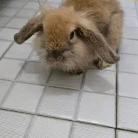 خرگوش لوپ مینیاتوری