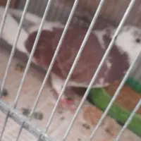 کبوتر|پرنده|قره پشتلو, |دیوار