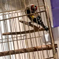 سهره کرمان شاهی بلند رسمی