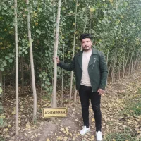 فروش صنوبر زنجان، مناسب اقلیم سرد + درآمد بالا