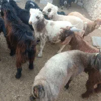 فروش بره و کهره|حیوانات مزرعه|ارم, |دیوار