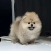 پامرانین خرسی تیپ کره ای