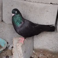 کفتر یا کبوتر زاغ