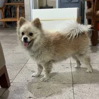 سگ پامرین روباهی