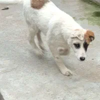 توله سگ نر ۴/۵ماهه