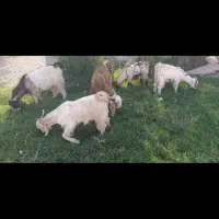 فروش پنج عدد بیگ|حیوانات مزرعه|مسجد سلیمان, |دیوار