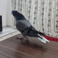 کبوتر|پرنده|شاهینشهر, مسکن مهر|دیوار