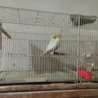 پرنده سرای یونس|پرنده|طبس, |دیوار