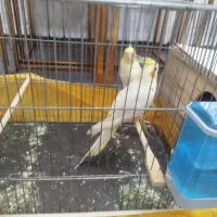 عروس هلندی جفت