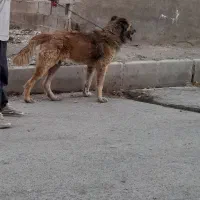 سگ خراسانی