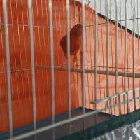 قناری مست روانی