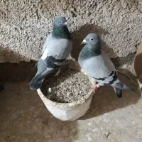 سبز  پلاکی کیلومتری