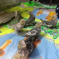 جوجه عروس هلندی