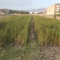 شمشاد ترون