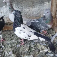 کفتر صید|پرنده|مشهد, شهرک مهر آباد|دیوار