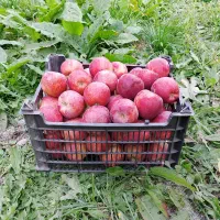 سیب درختی قرمزخوش رنگ به فروش میرسد|خدمات باغبانی و درختکاری|گلبهار, شهر جدید گلبهار|دیوار