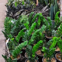 گل طبیعی مقاوم وسازگار با هوای ساوه درگلخانه شانار