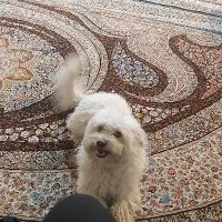 سگ شیتزو تریر