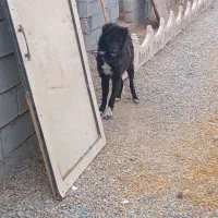 سگ نگه بان توله قدرجونی سفت|سگ|جوادآباد, |دیوار