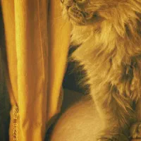 گربه پرشین|گربه|قشم, |دیوار