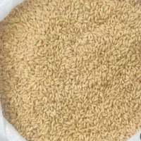 گندم دیمی|عمده‌فروشی|نورآباد, |دیوار